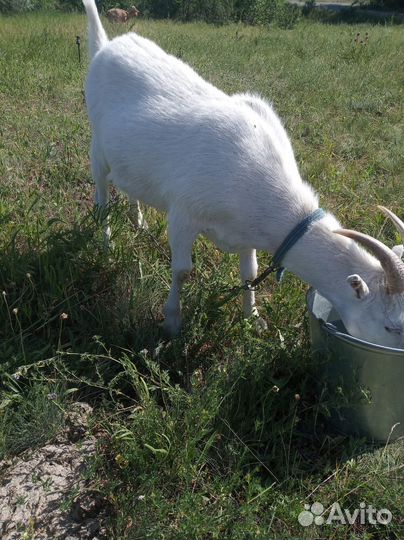 Коза молочная дойная