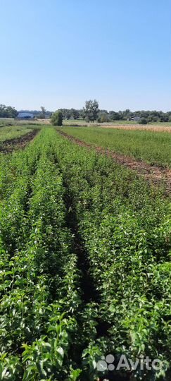 Сеянцы Магалепка Алыча Жердель (абрикос )