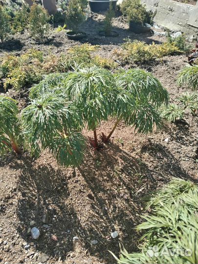 Пион Марьин корень, хвойники разные, взрослые туи