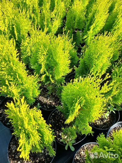 Туя восточная Ауреа нана