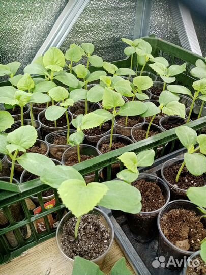 Рассада овощная