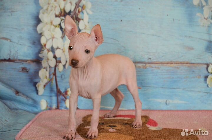 Шоколадочка-Американский Голый Терьер