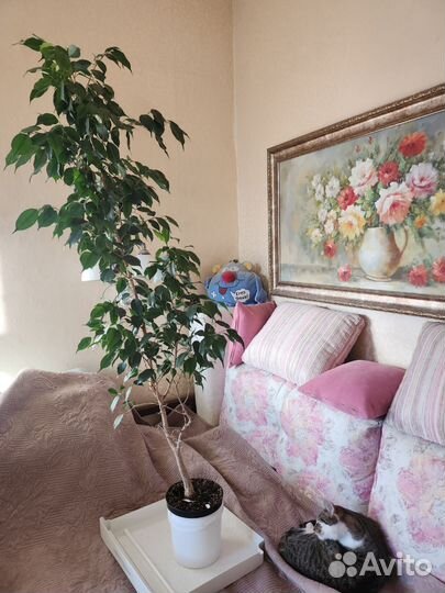 Фикус бенджамина большой