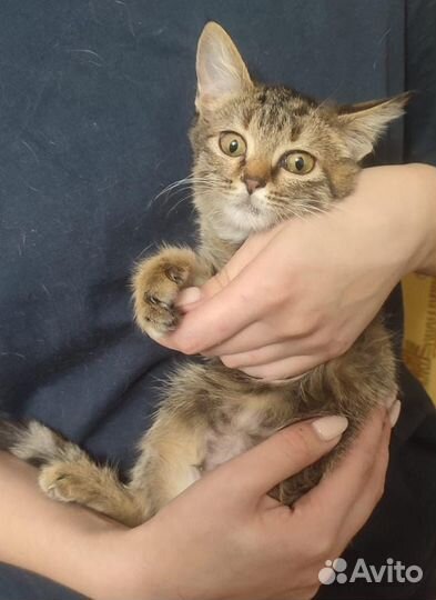 Маленький котенок девочка хочет на ручки