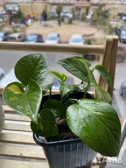 Эпипремнум золотистый 4 корешка