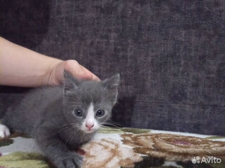 Котёнок-девочка