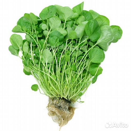 Профессиональные семена Салата, сорт Широколистный