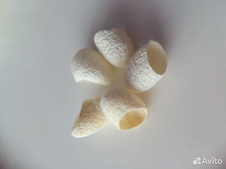 Коконы шелкопряда