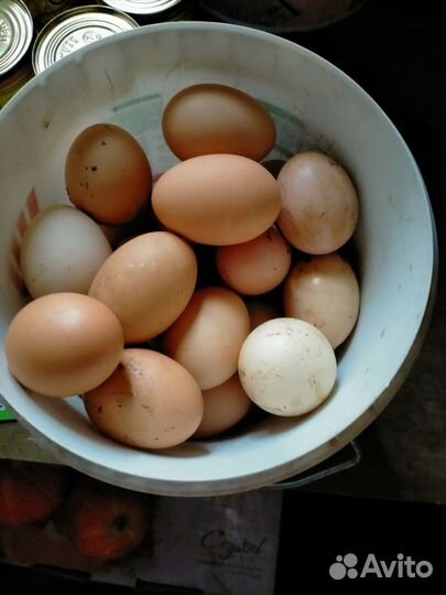 Домашние куриные яйца