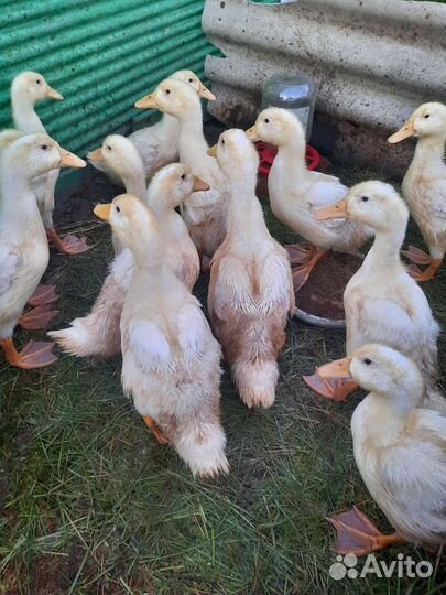 Продажа мяса бройлеров и утки Агидель сентябрь
