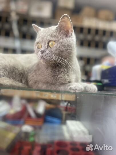 Продам котяток