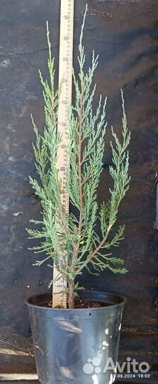 Можжевельник скальный Блю Эрроу