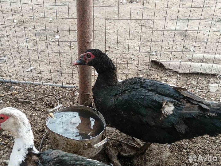 Утки индоутки чешские шептуны