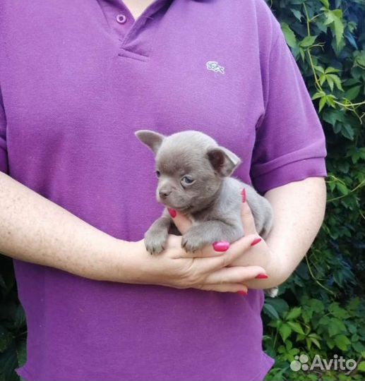 Чихуахуа мальчик