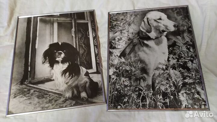 Фотопортреты собак в разборных рамках. СССР