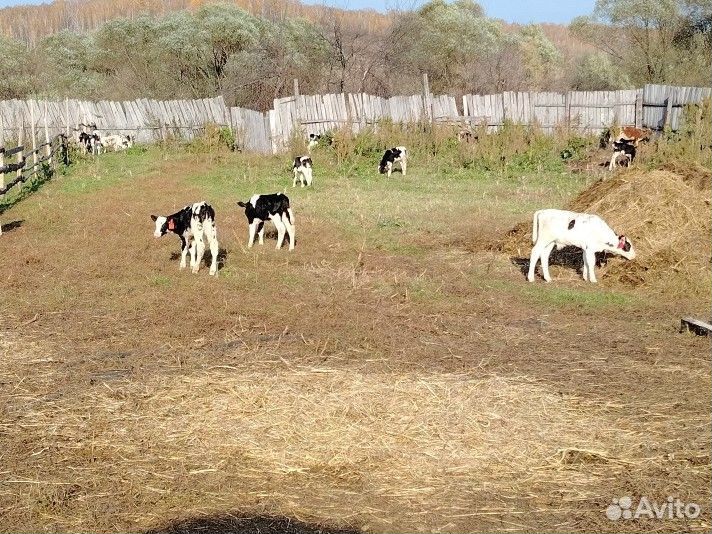 Бычки 1 месяц