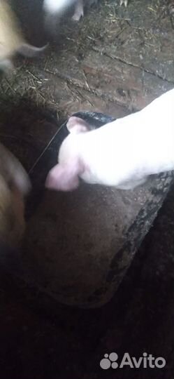 Продаю домашний скот
