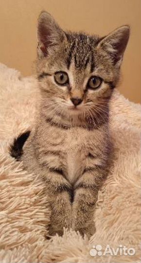 Котенок -тигренок