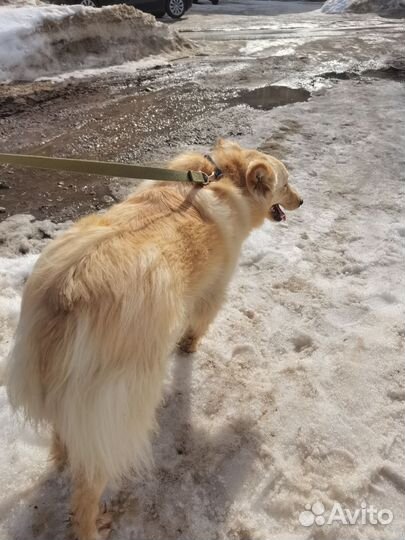 Подросток щенок (дворовая корги) )