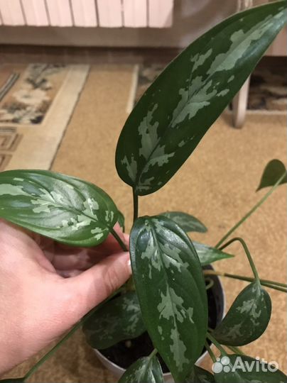 Аглаонемы разные