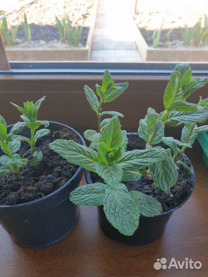 Мята (рассада)