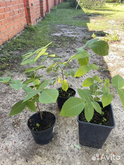 Саженцы маньчжурского ореха