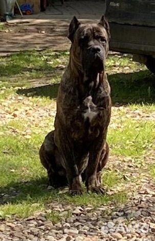 Кобель Кане Корсо для вязки бесплатно