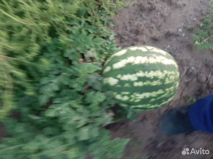Арбузы