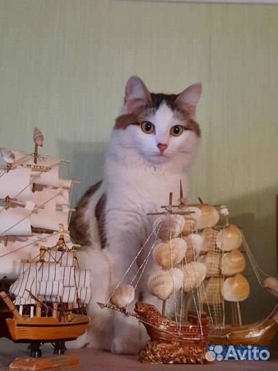 Котята ищут дом