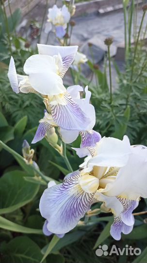 Мартагоны,ирисы, сеянцы барбарисов, лилейники