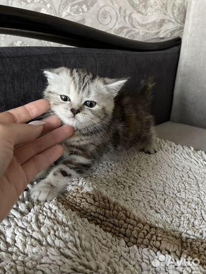 Продам котят