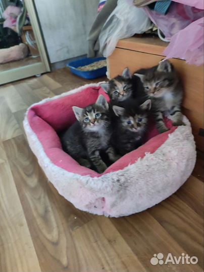 2 трёхцветные пушистые кошечки и 2 кота