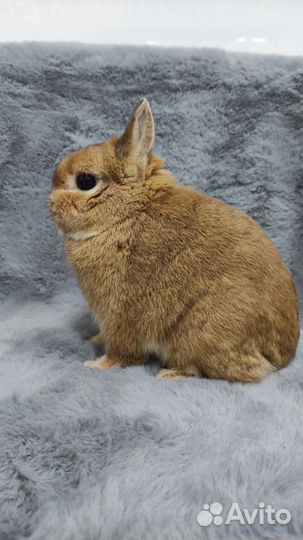 Карликовый минор с родословной