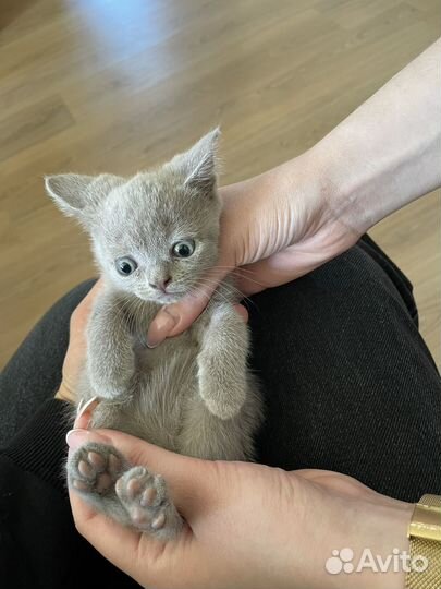 Котята британцы