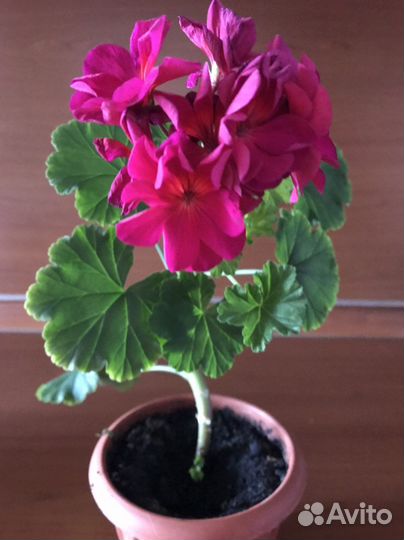 Пеларгония герань