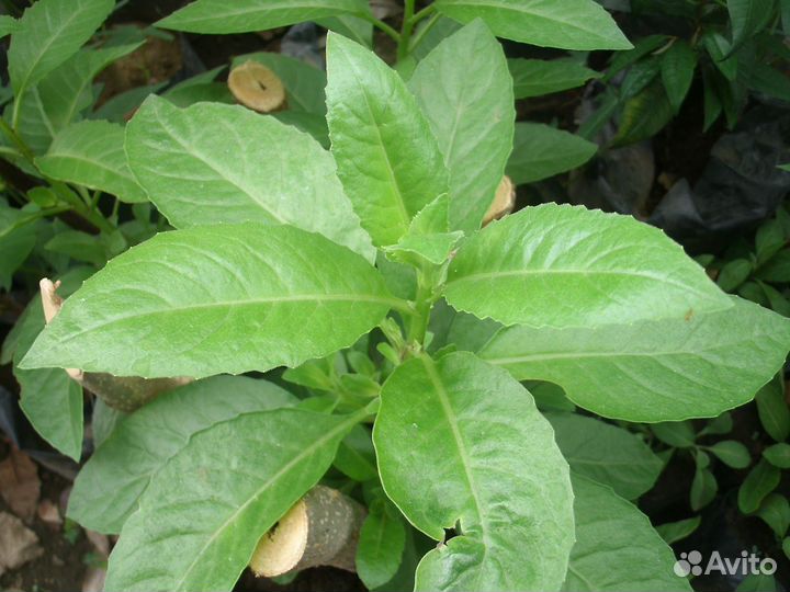 Шпинат долголетия-Джинура