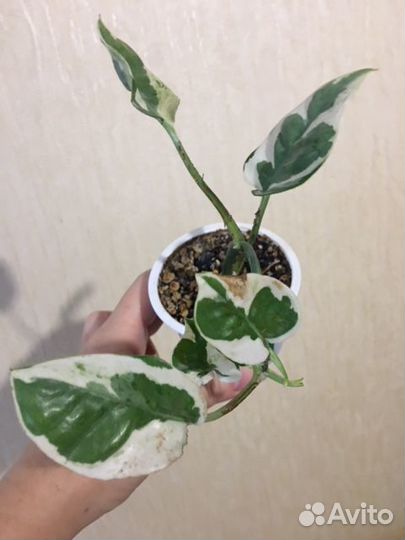 Сциндапсус н-джой