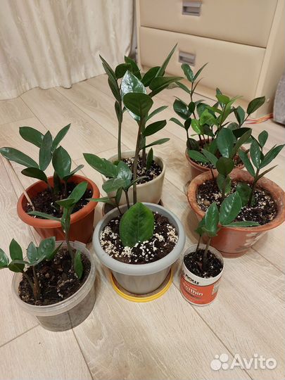 Долларовое дерево замиокулькас феншуй
