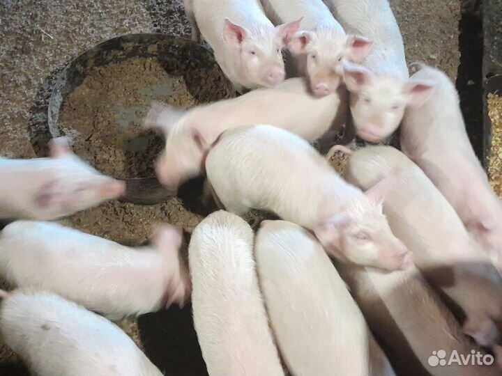Поросята Русские белые сальные