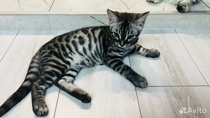 Бенгальская кошка