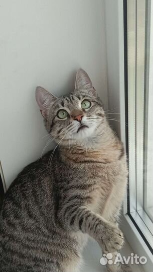 Отдам кошку