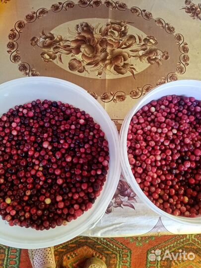 Клюква свежая