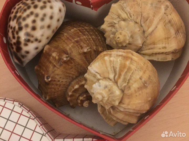 Набор ракушек в подарочной коробке