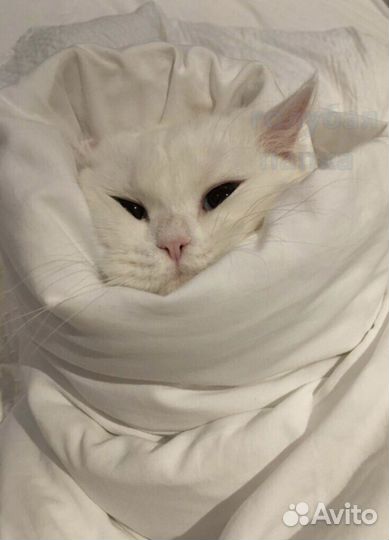 Передержка кошек, собак, животных