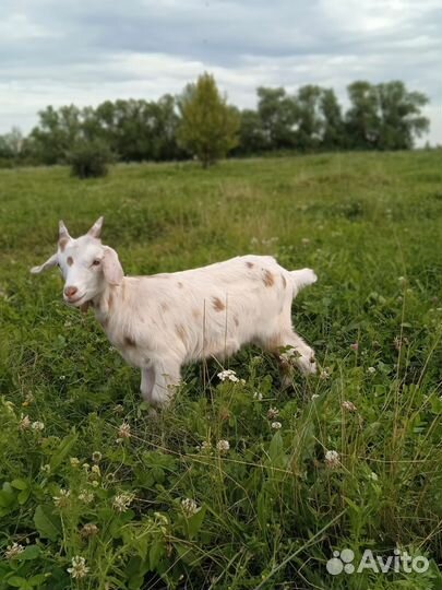 Тёлки и др с/х животные