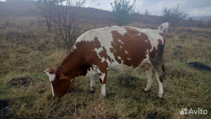 Телка 9-10 месяцев, бычок, корова