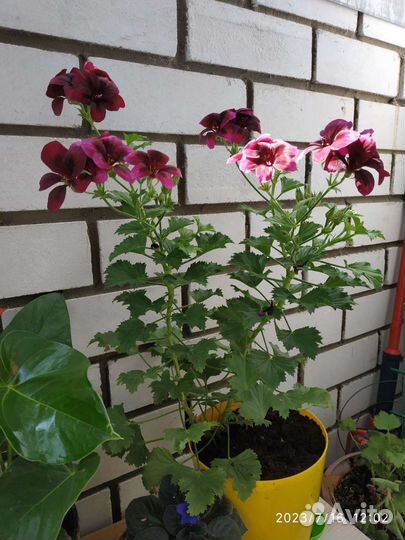 Герань пеларгония