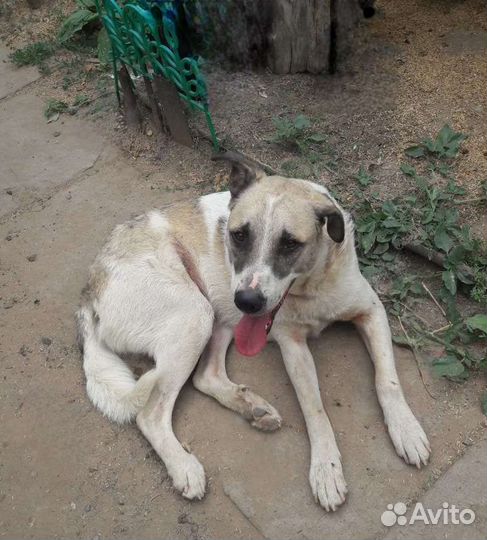 Добрая собака ищет дом