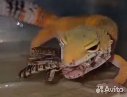 Тараканы мраморные кормовые: рептилиям, паукам