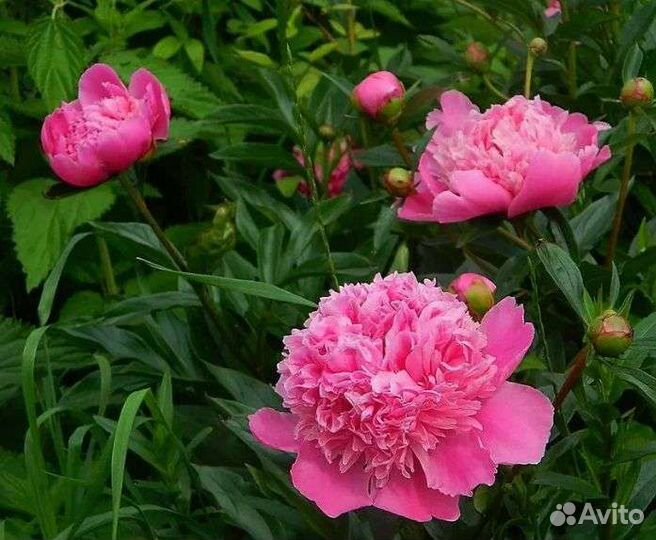 Сентябринка,пионы